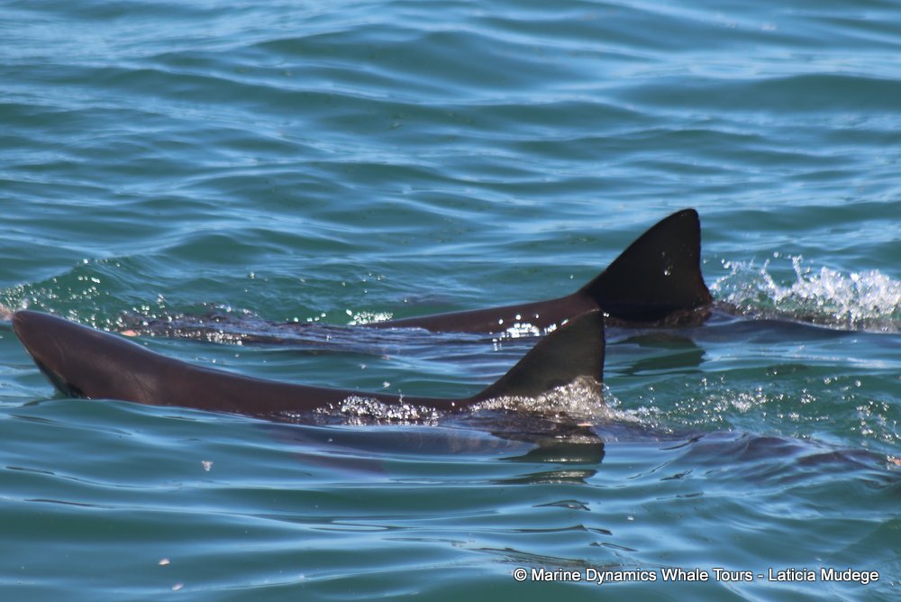 bronze whaler shark, whale watching, gansbaai, south africa,