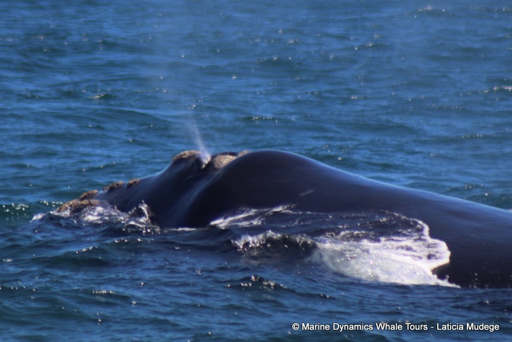 Southern right whale, whale watching, gansbaai, south africa,