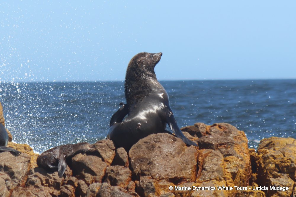 cape fur seal, whale watching, gansbaai, south africa