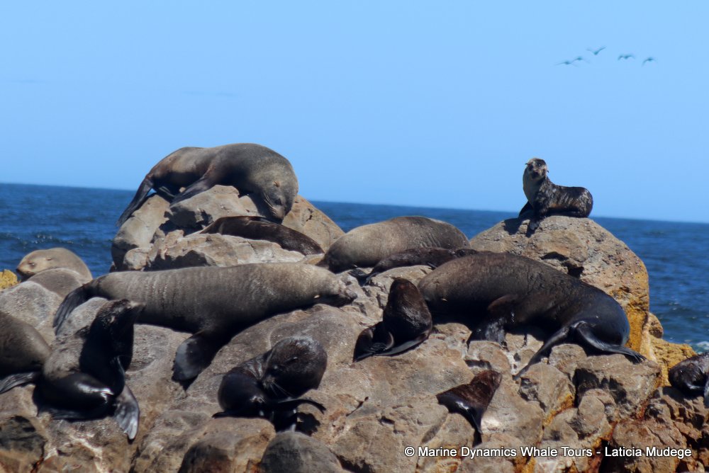 cape fur seal, whale watching, gansbaai, south africa