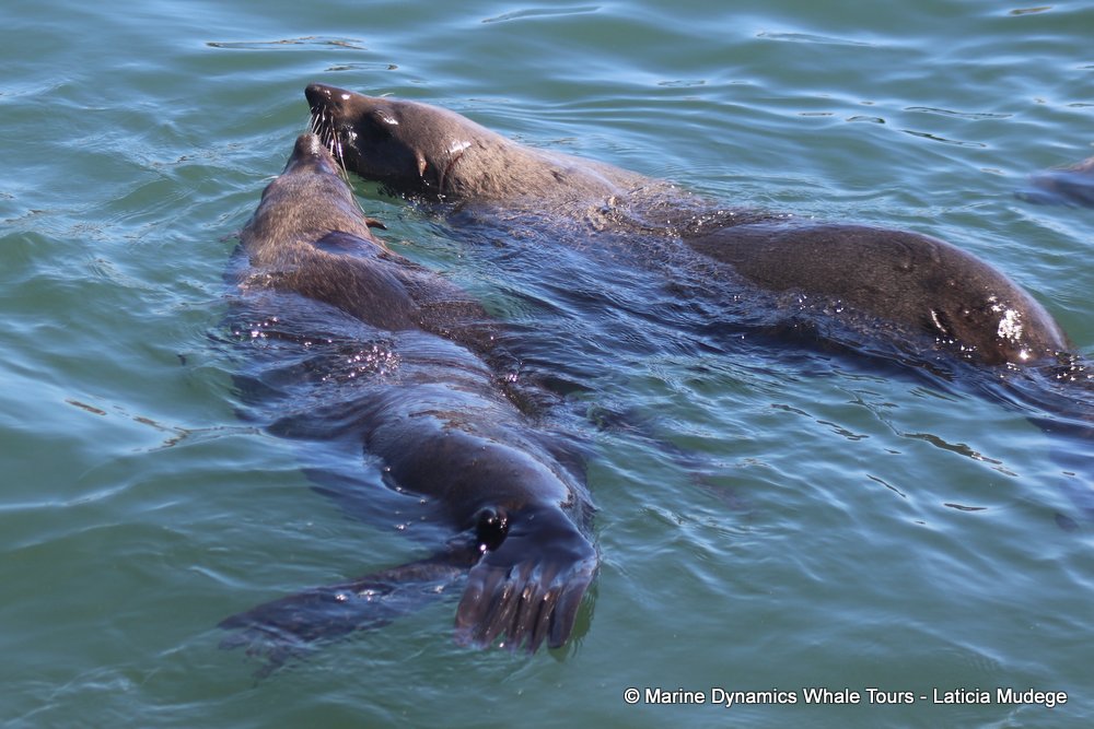 cape fur seal, whale watching, gansbaai, south africa