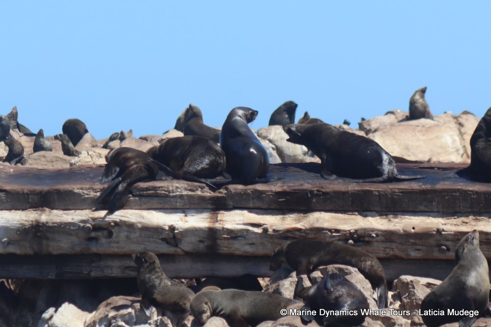 cape fur seal, whale watching, gansbaai, south africa