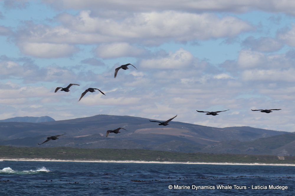 cormorant, whale watching, gansbaai, south africa