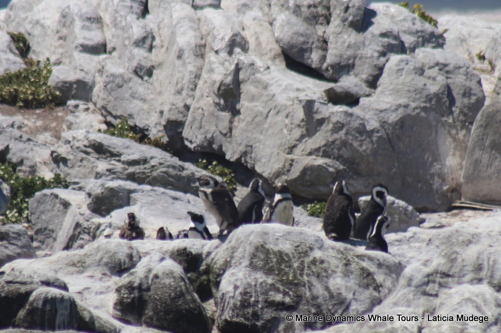 african penguin, whale watching, gansbaai, south africa