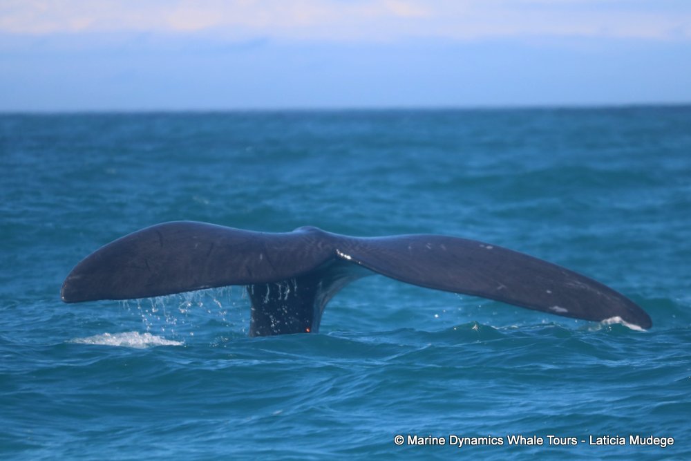Southern right whale, whale watching, gansbaai, south africa,