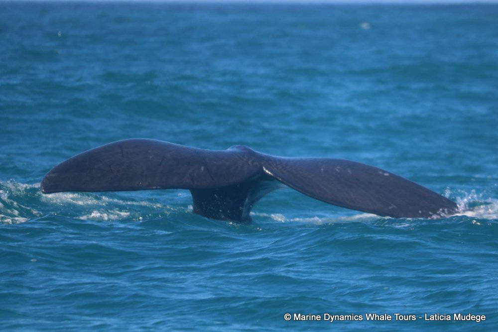 Southern right whale, whale watching, gansbaai, south africa,