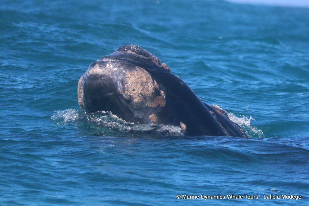 Southern right whale, whale watching, gansbaai, south africa,