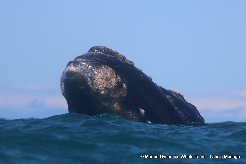 Southern right whale, whale watching, gansbaai, south africa,