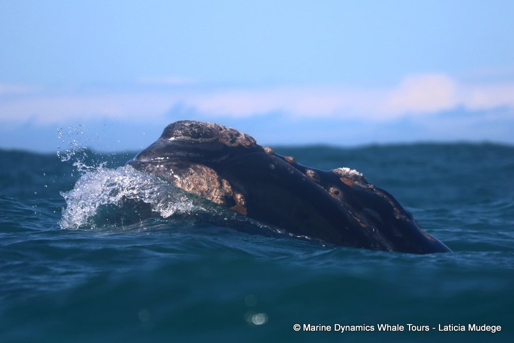 Southern right whale, whale watching, gansbaai, south africa,