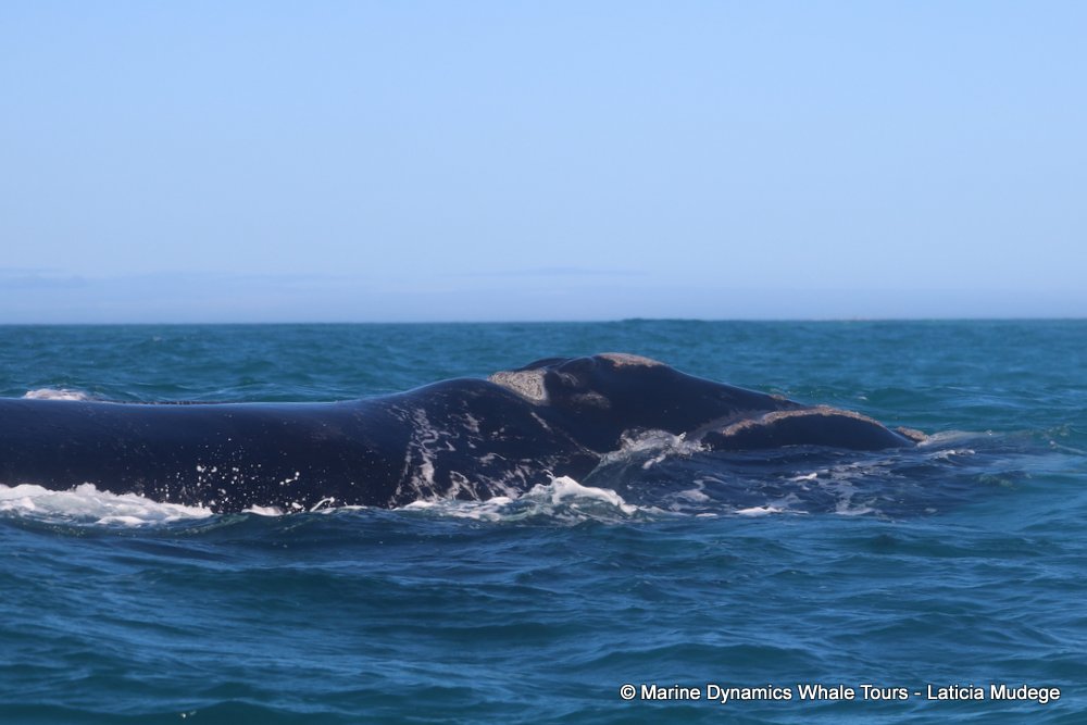 Southern right whale, whale watching, gansbaai, south africa,