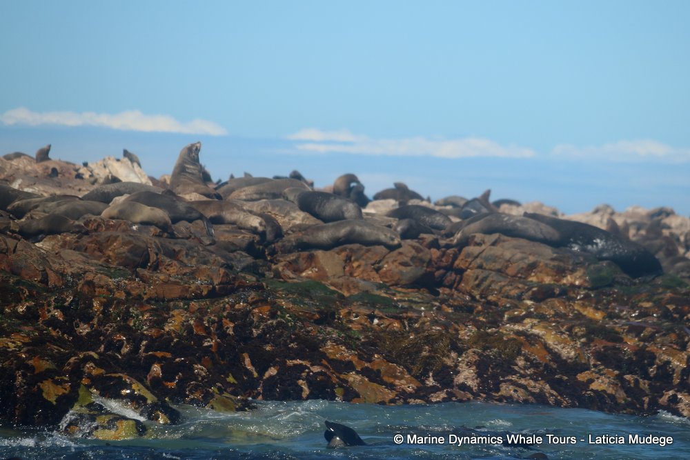 cape fur seal, whale watching, gansbaai, south africa
