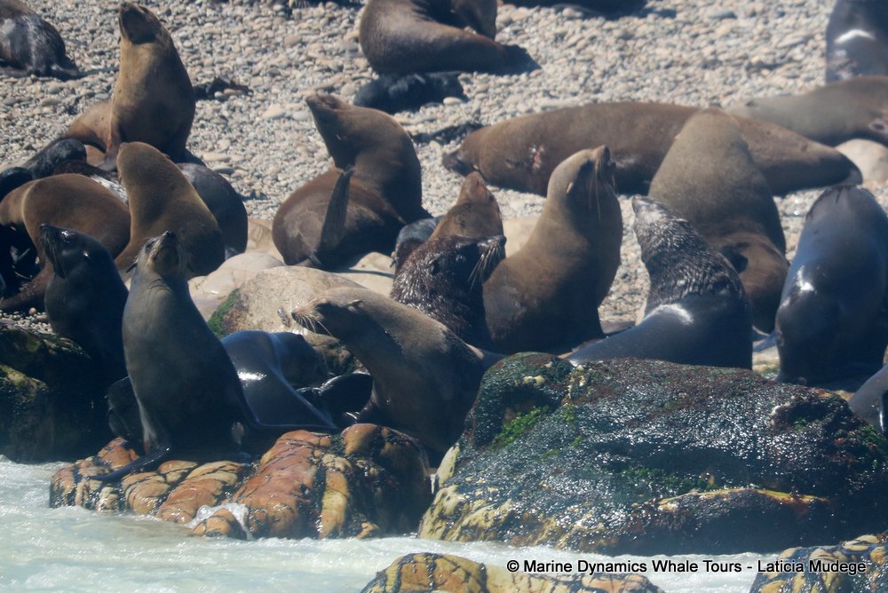 cape fur seal, whale watching, gansbaai, south africa