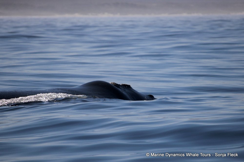 Southern right whale, whale watching, gansbaai, south africa,