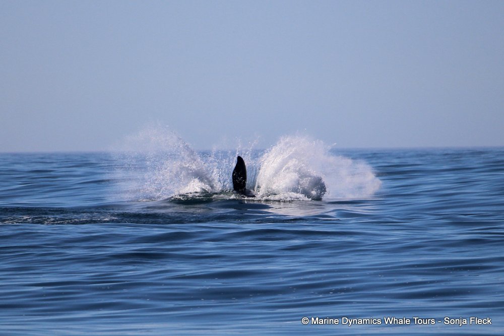 Marine Big 5 Daily Blog 24 November