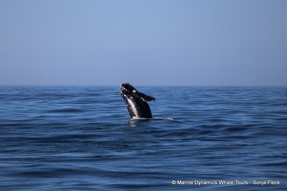 Southern right whale, whale watching, gansbaai, south africa,