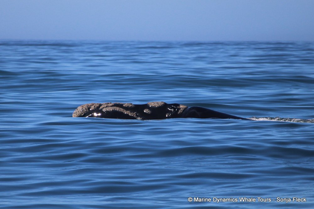 Southern right whale, whale watching, gansbaai, south africa,