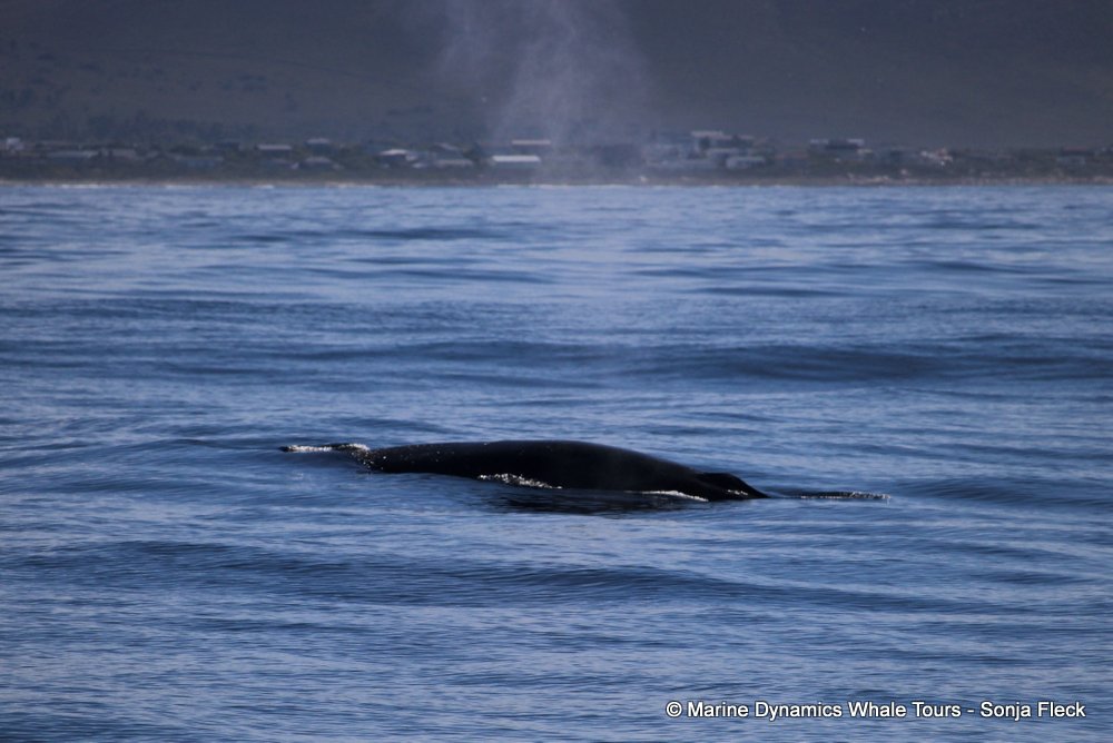 bryde's whale, whale watching, gansbaai, south africa,