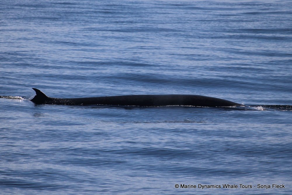 bryde's whale, whale watching, gansbaai, south africa,