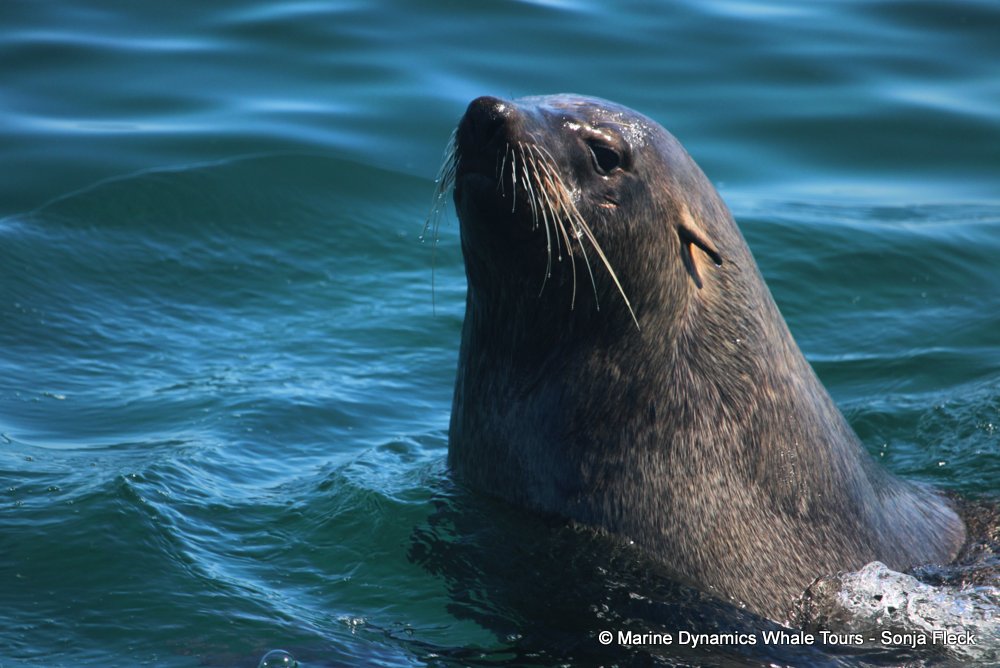 cape fur seal, whale watching, gansbaai, south africa