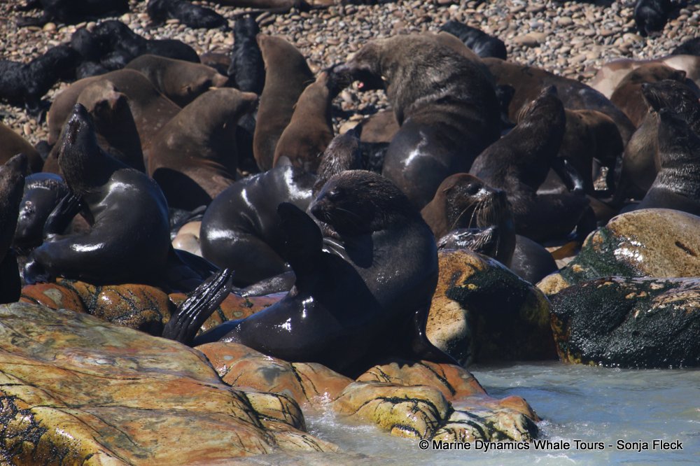cape fur seal, whale watching, gansbaai, south africa