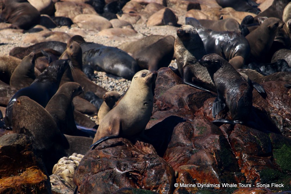cape fur seal, whale watching, gansbaai, south africa