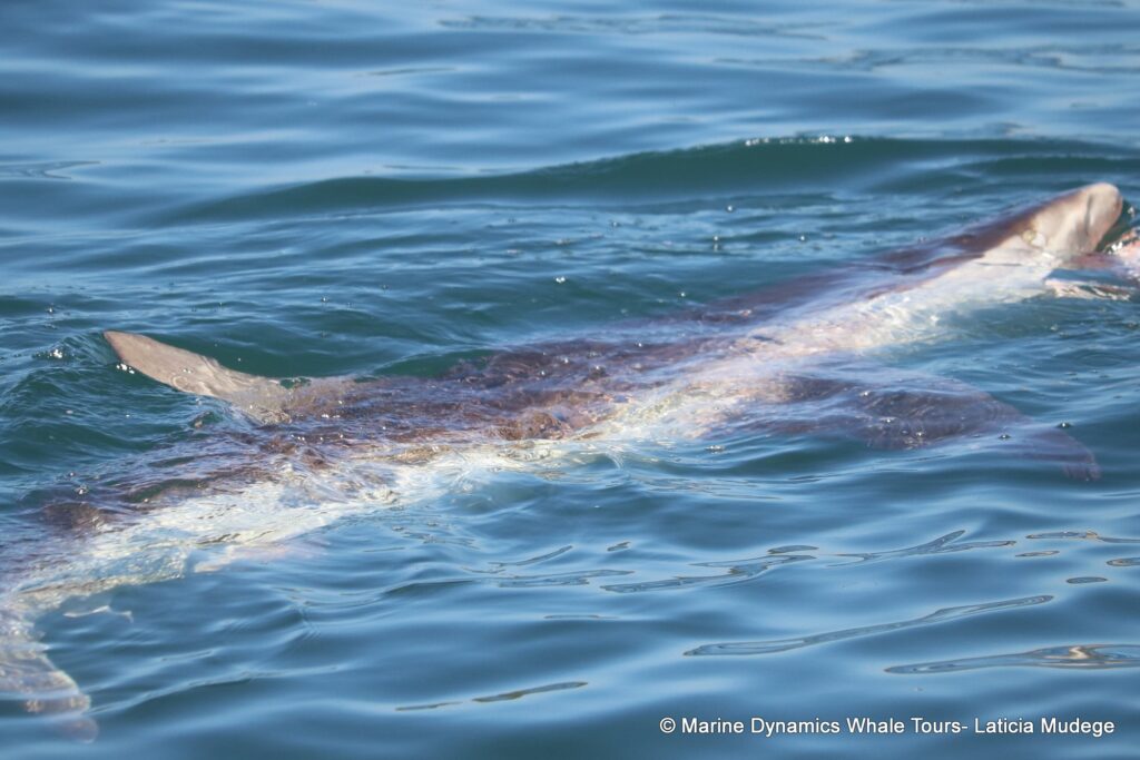 bronze whaler shark, whale watching, gansbaai, south africa,