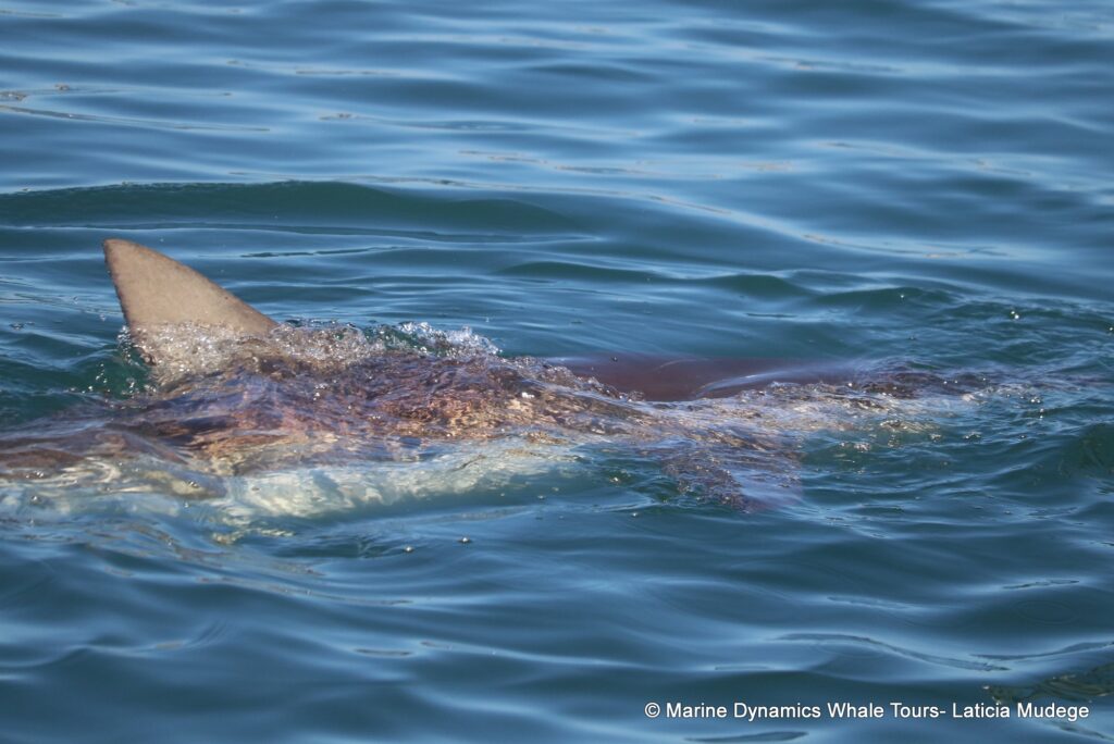 bronze whaler shark, whale watching, gansbaai, south africa,