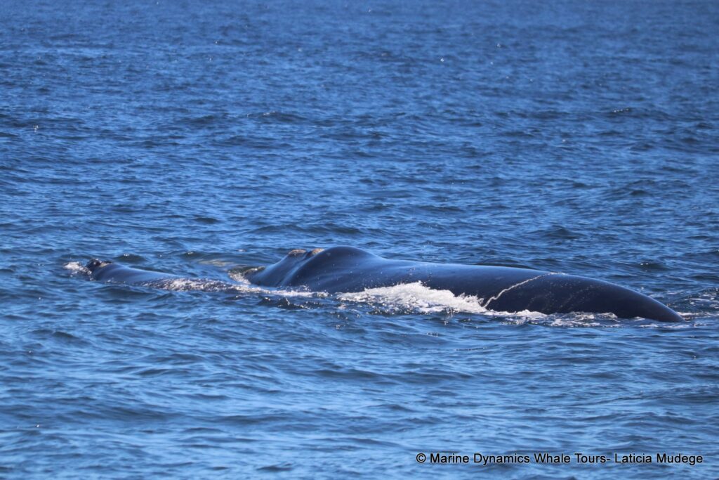 Southern right whale, whale watching, gansbaai, south africa,
