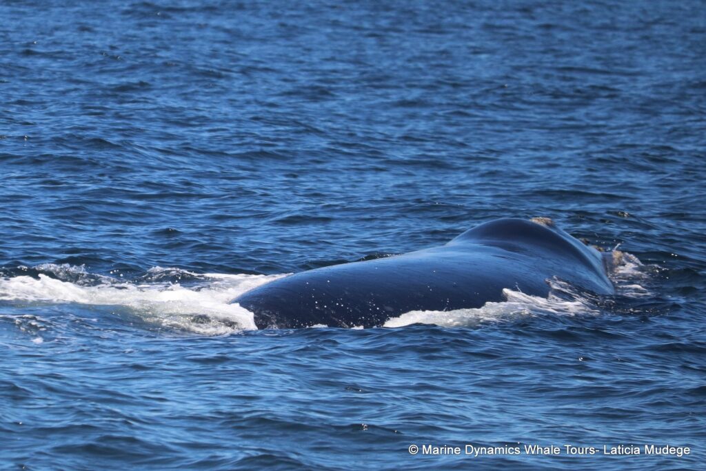 Southern right whale, whale watching, gansbaai, south africa,