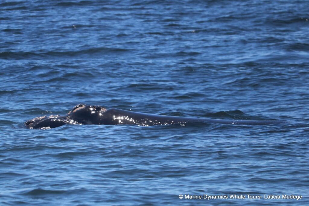 Southern right whale, whale watching, gansbaai, south africa,