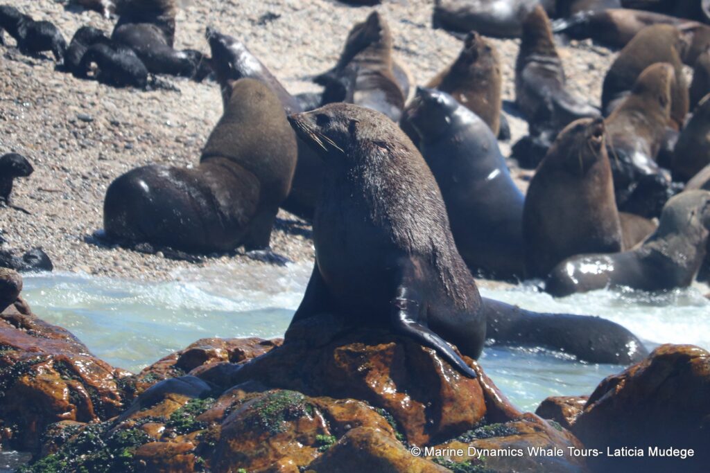 cape fur seal, whale watching, gansbaai, south africa