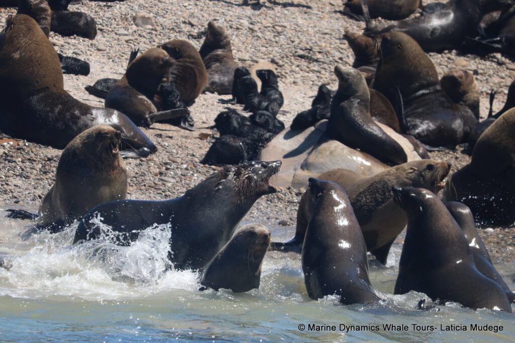 cape fur seal, whale watching, gansbaai, south africa