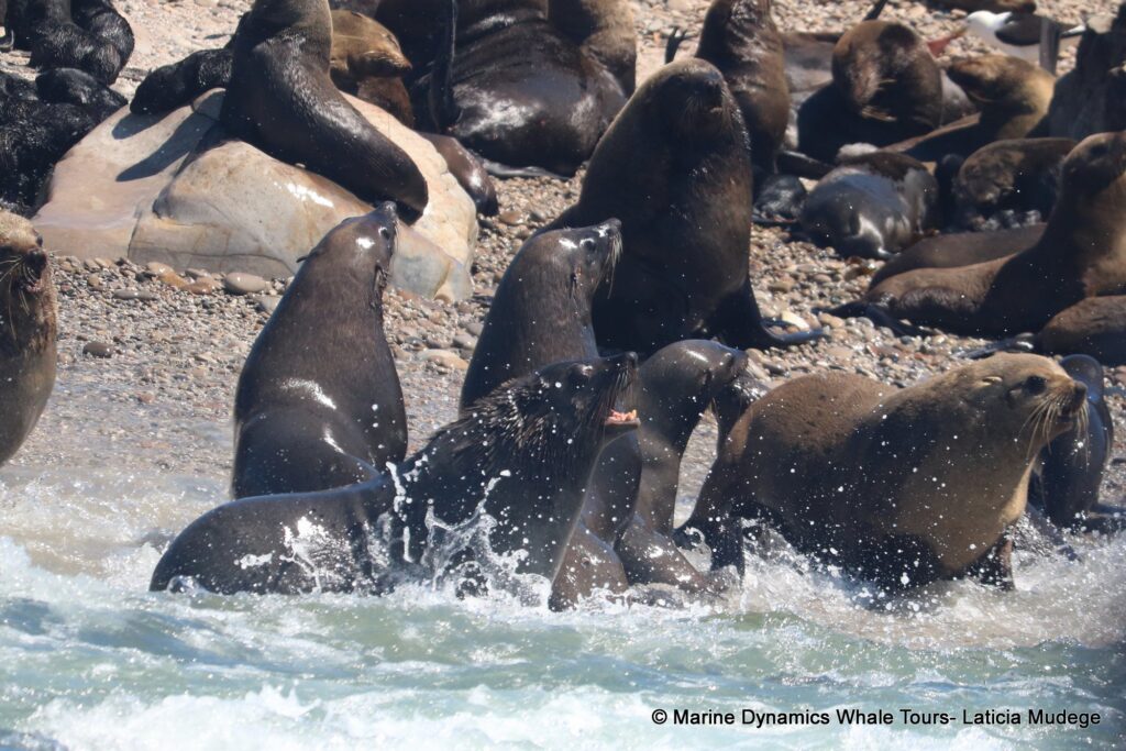 cape fur seal, whale watching, gansbaai, south africa