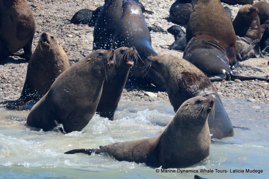 cape fur seal, whale watching, gansbaai, south africa