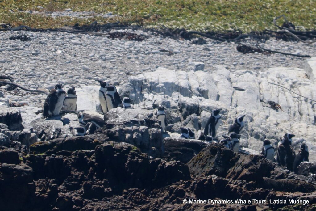 african penguin, whale watching, gansbaai, south africa