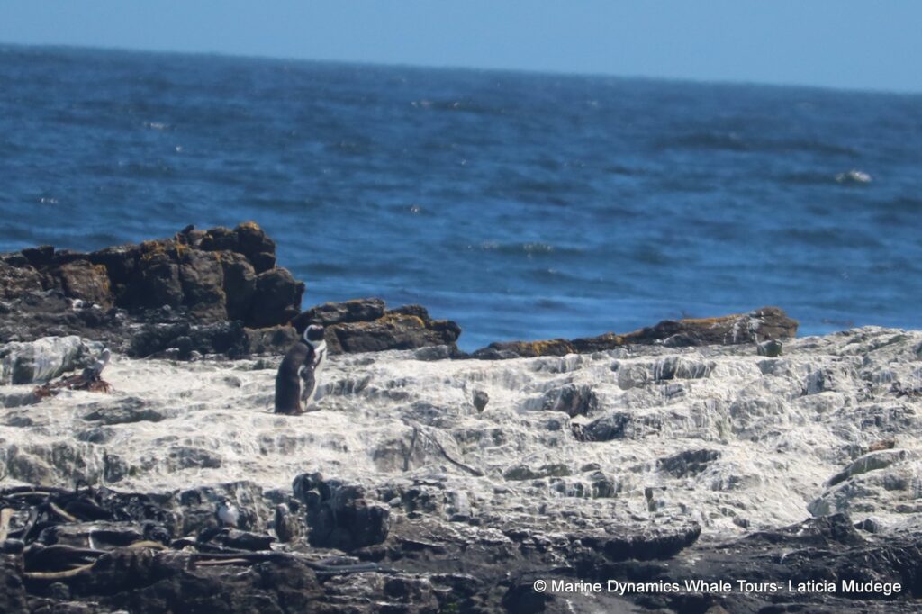 african penguin, whale watching, gansbaai, south africa