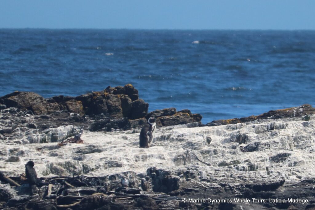 african penguin, whale watching, gansbaai, south africa