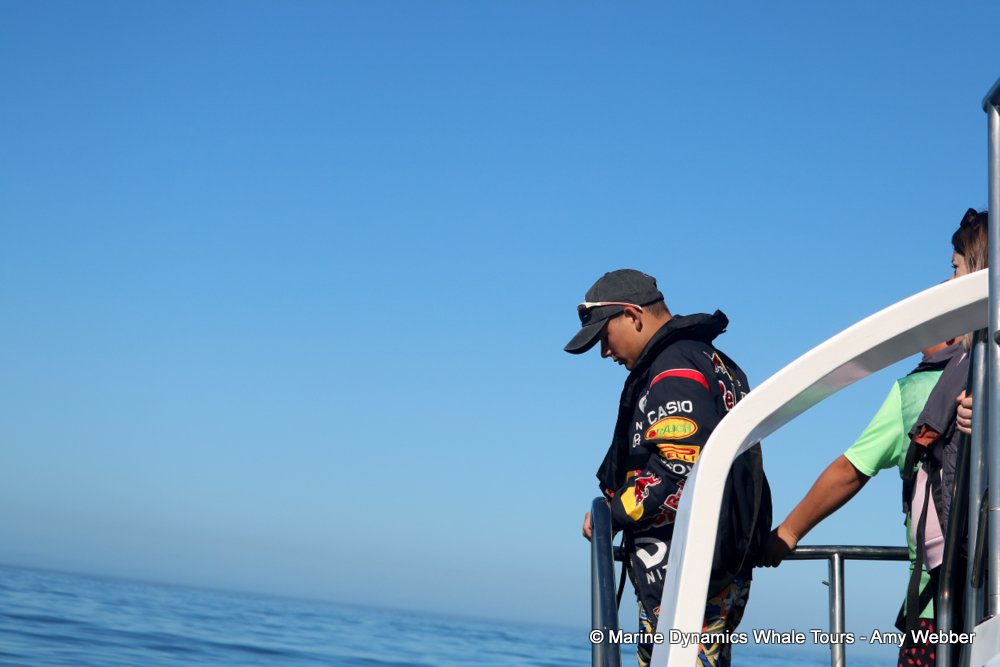 whale watching, gansbaai, south africa,