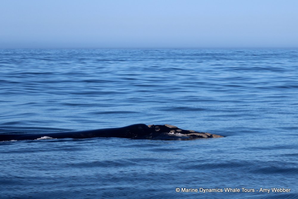 Southern right whale, whale watching, gansbaai, south africa,