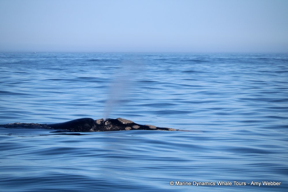 Southern right whale, whale watching, gansbaai, south africa,