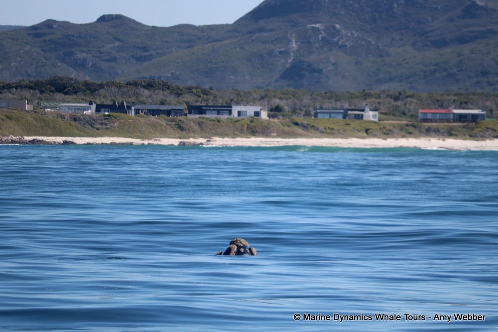 Southern right whale, whale watching, gansbaai, south africa,