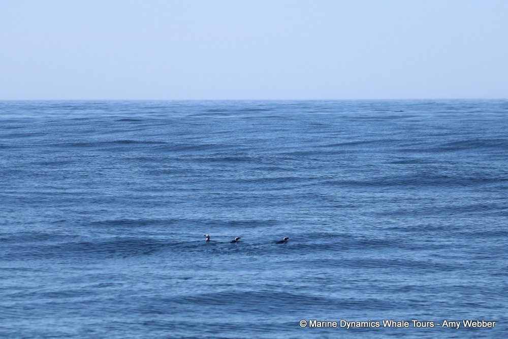 african penguin, whale watching, gansbaai, south africa