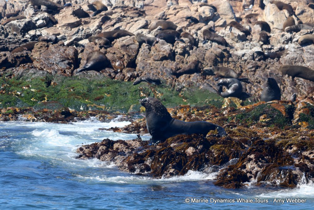 cape fur seal, whale watching, gansbaai, south africa
