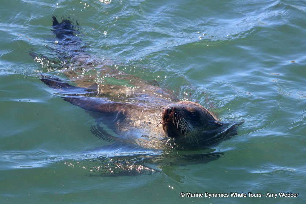 cape fur seal, whale watching, gansbaai, south africa