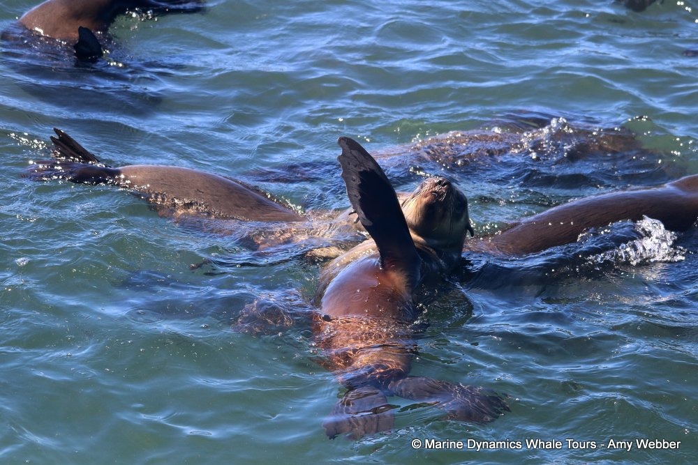 cape fur seal, whale watching, gansbaai, south africa