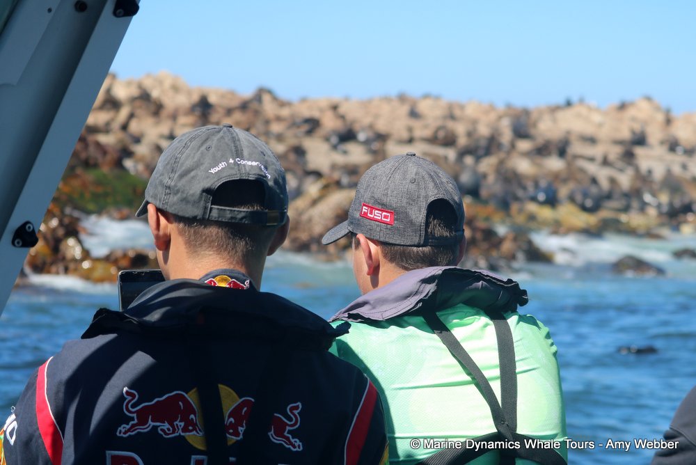 whale watching, gansbaai, south africa,