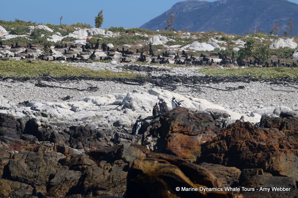 african penguin, whale watching, gansbaai, south africa