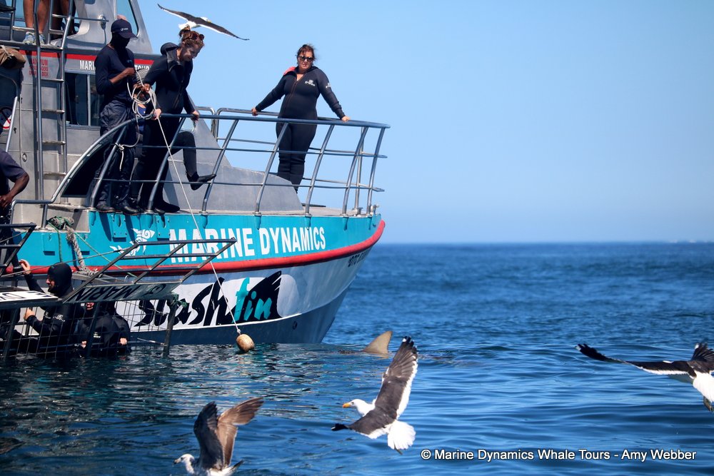 bronze whaler shark, whale watching, gansbaai, south africa,