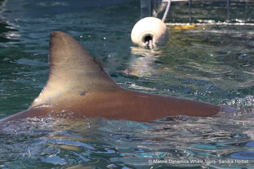 bronze whaler shark, whale watching, gansbaai, south africa,