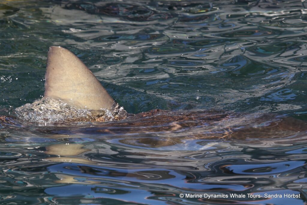 bronze whaler shark, whale watching, gansbaai, south africa,